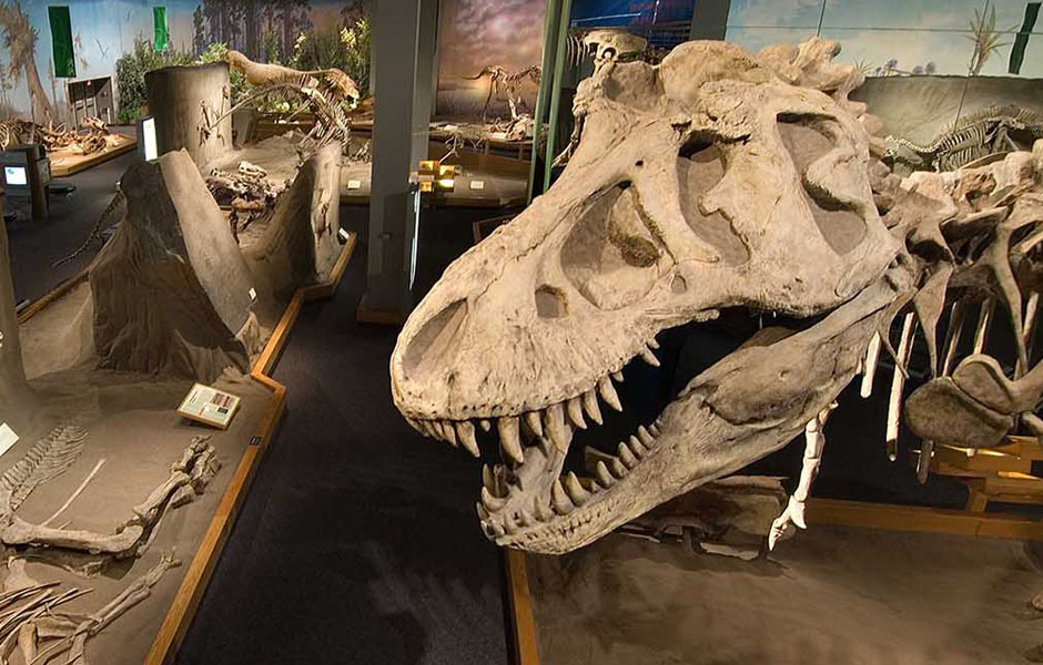 The Royal Tyrrell Museum of Palaeontology