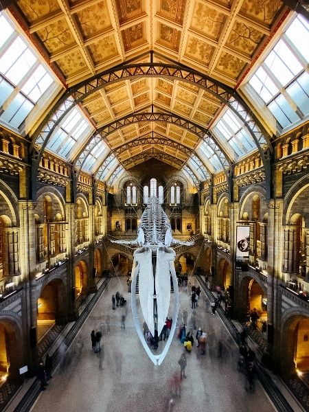 Whale skeleton on display in a natural history gallery, representing the collections Gallery Systems helps institutions manage.