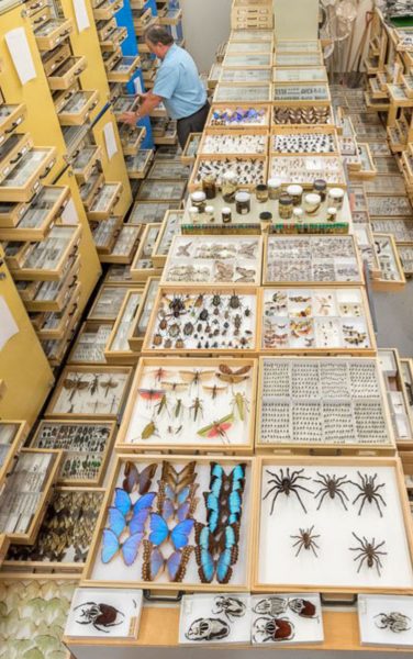 royal ontario museums entomology collections