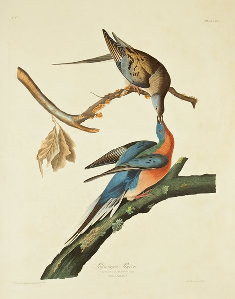 Passenger Pigeon