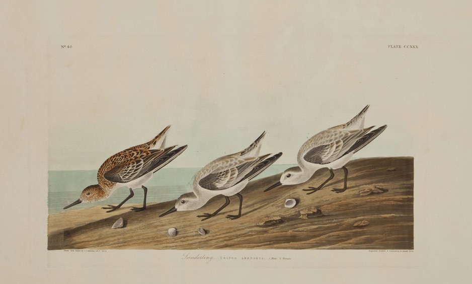 Sanderling