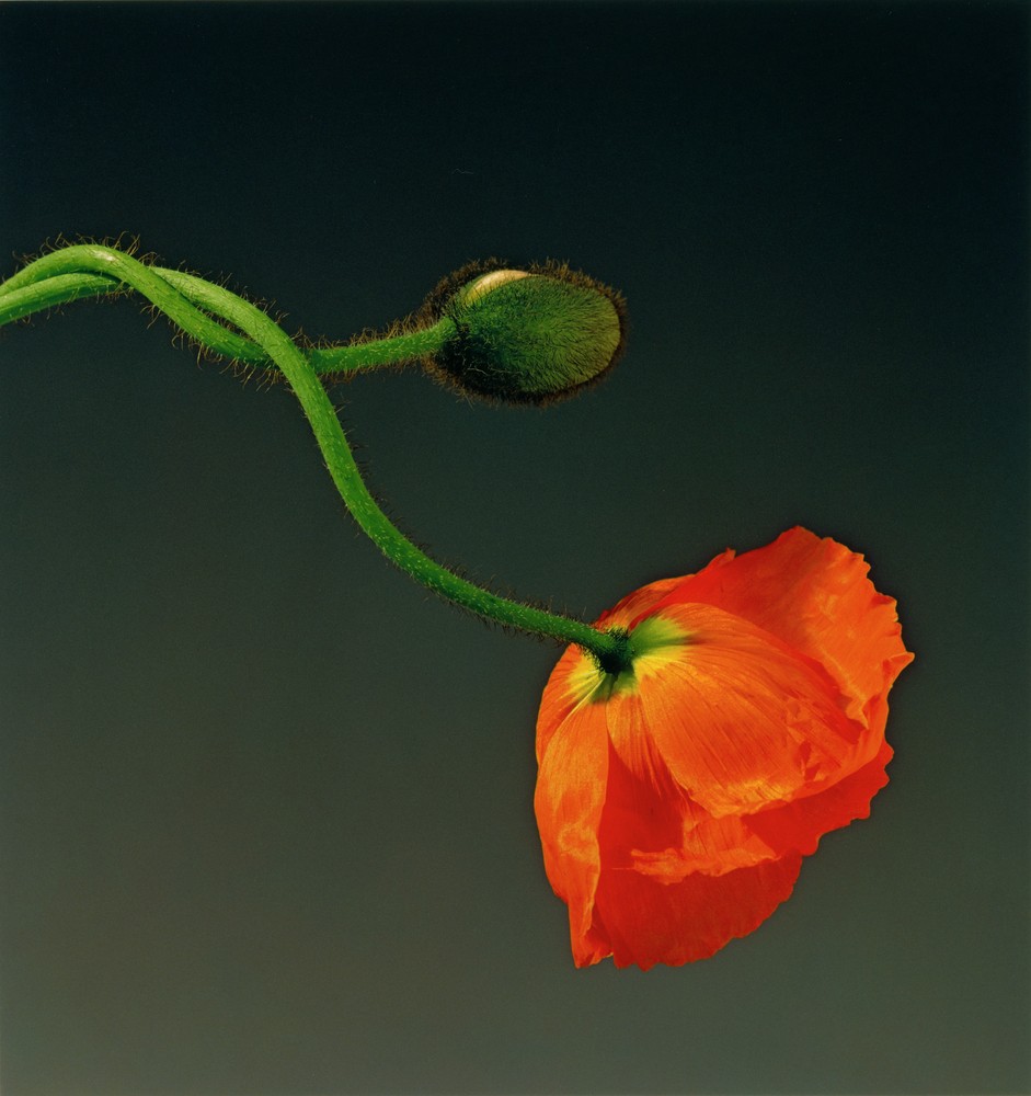 Poppy